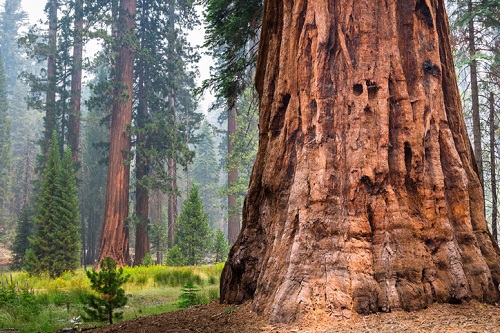 Giant Sequoia trees in Mariposa Grove, Yosemite National Park