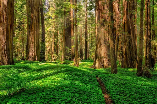 Redwood National Park, California