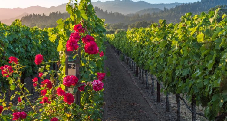 Best Napa Wineries: The Ultimate Wine Tasting Guide