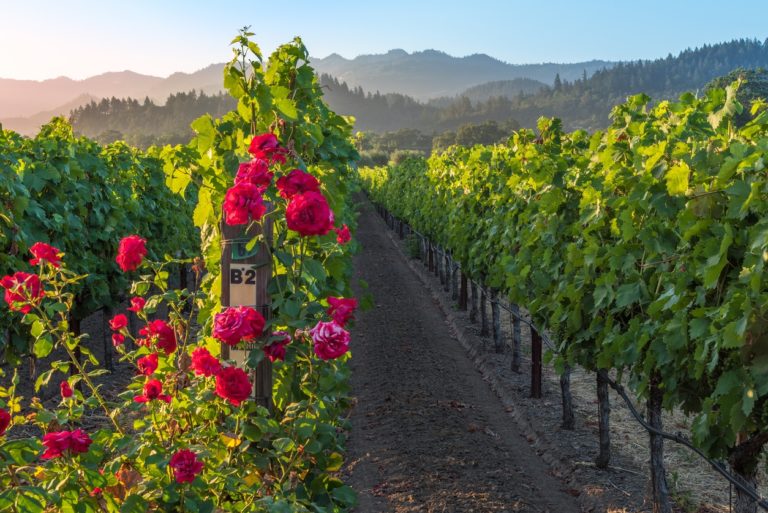 35 Best Napa Wineries & Wine Tasting Tours for 2024