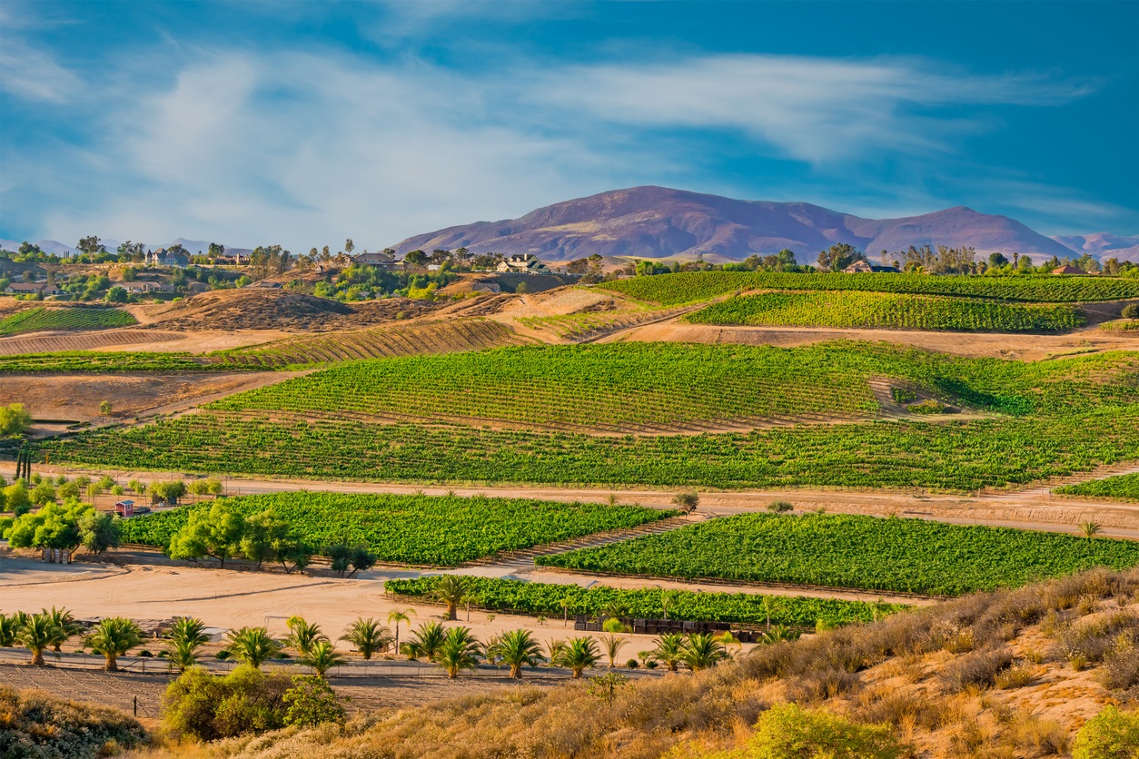 Temecula Wine Tasting Guide: Best Wineries, Hotels, & Tours