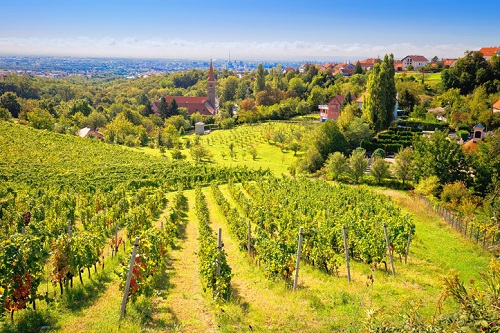 Wineries in Croatia near Zagreb