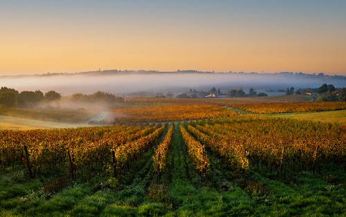 Best Bordeaux Vineyards and Wineries To Visit in France