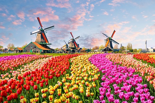Windmills and Tulips in the Netherlands: Lisse