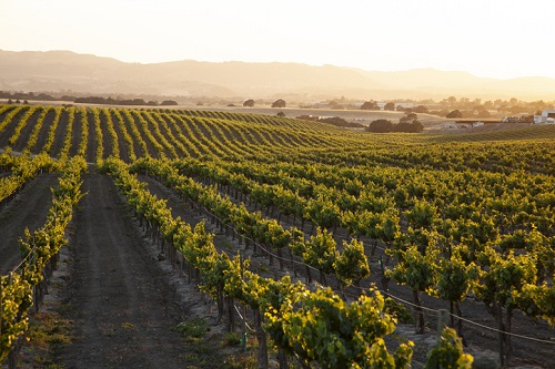 Top Wineries in San Luis Obispo: Things To Do in SLO California