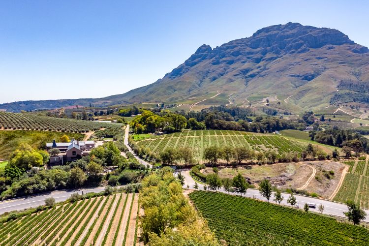 View of the vineyards in Cape Winelands and Stellenbosch