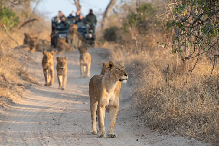 Lions spotted on a South African safari