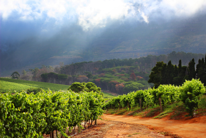 Wine region in South Africa