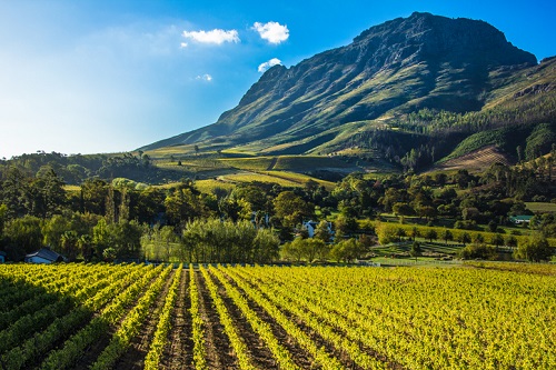 The Stellenbosch wine region is now considered a premier wine tourism destination. It's best known for its Pinotage grape variety.