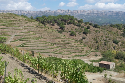 Vineyards in Priorat Spain