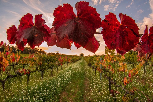 Vineyards in the Penedes Wine Region of Spain