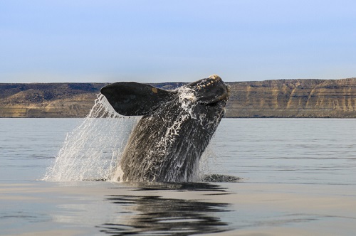 Top destinations to visit in Argentina: Valdes Peninsula in Argentina