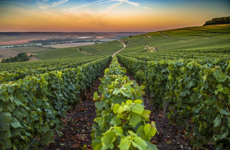 13 Top French Wine Regions, Cities & Villages 2024
