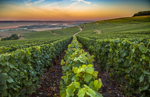 Champagne Wine Destination in France