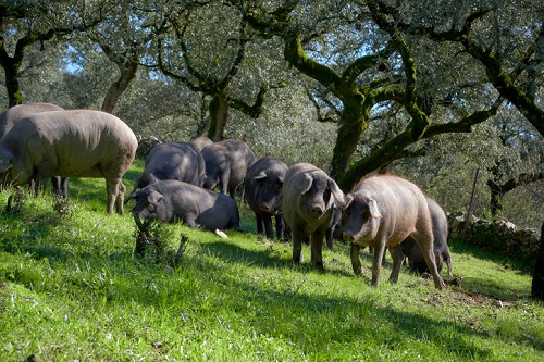 Pigs forage in a free-range capacity near Huelva in the Sierra de Aracena region