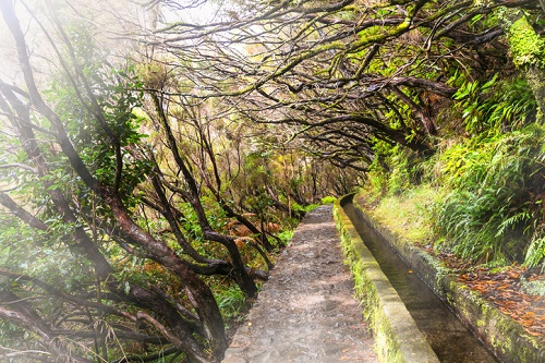 Madeira Levada Hikes