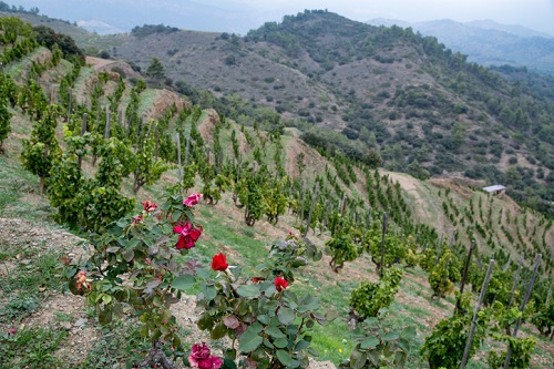 Wineries and vineyards near Tarragona Spain