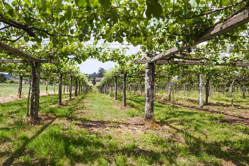 Albarino vines in Rias Baixas trained pergola style