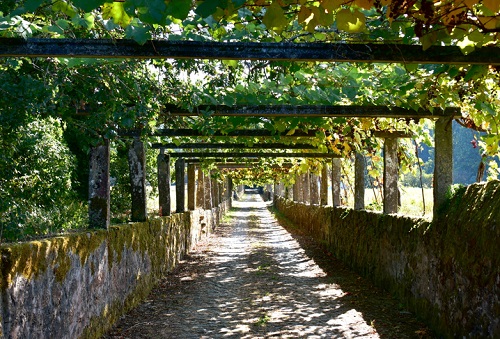 A footpath found near Cambados in Rias Baixas, surrounded by Albariño vines