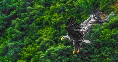 White tailed sea eagles on the Isle of Skye