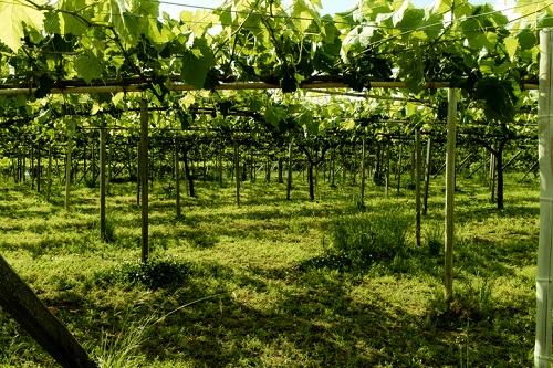 Grapes growing in Yamanashi, Japan