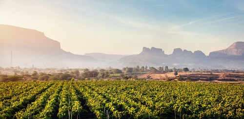 Vineyard in Nasik, Maharashtra, India