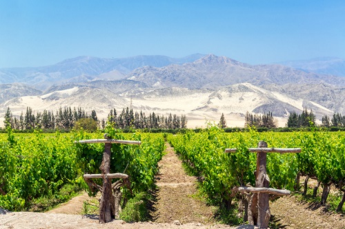 Pisco in Peru