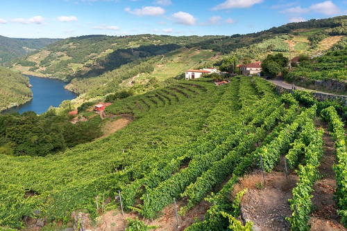 Vineyard views in Ribeira Sacra, Spain