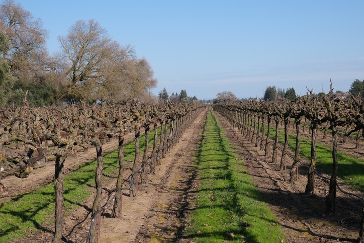 Old Vine Zinfandel in Lodi California