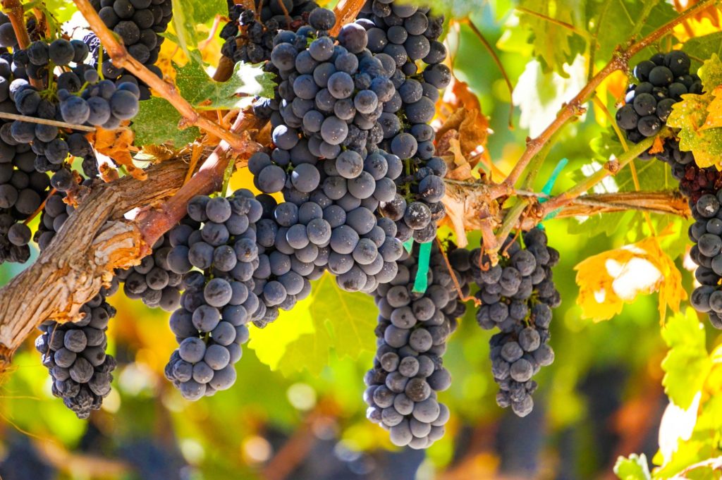 Perfect Lodi Wine Tasting Itinerary How To Spend 3 Days