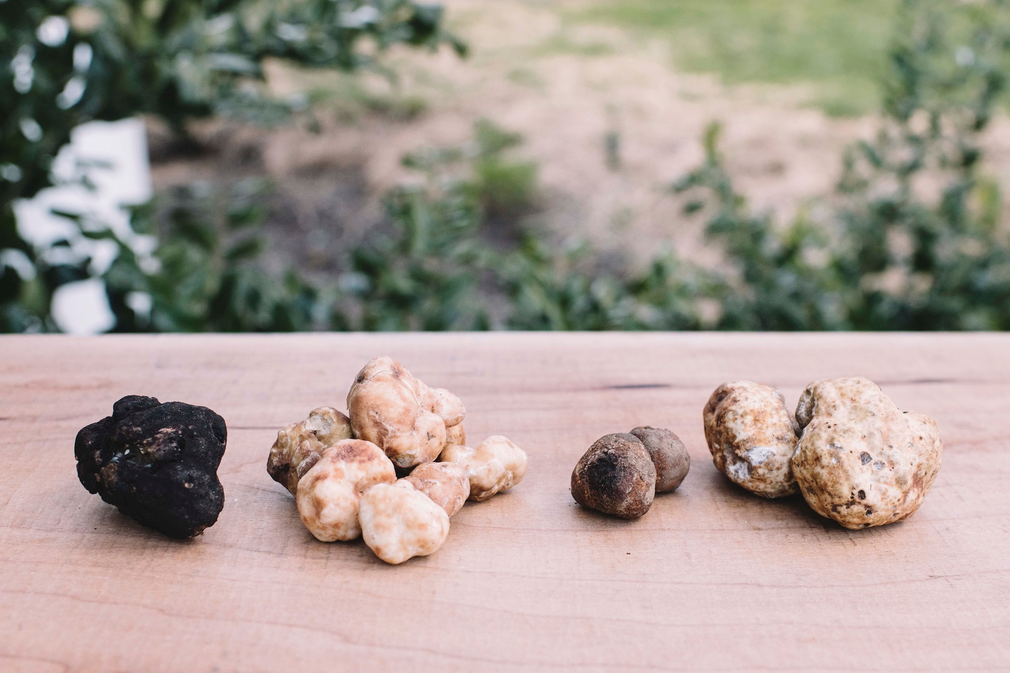 Oregon Truffles: Everything You Need To Know