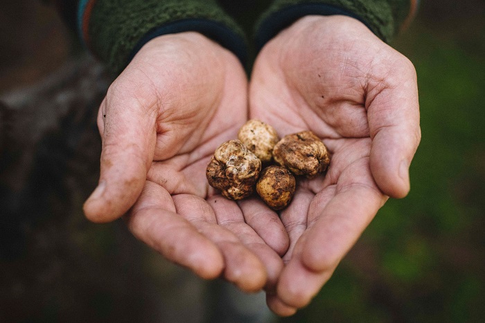 Oregon White Truffle