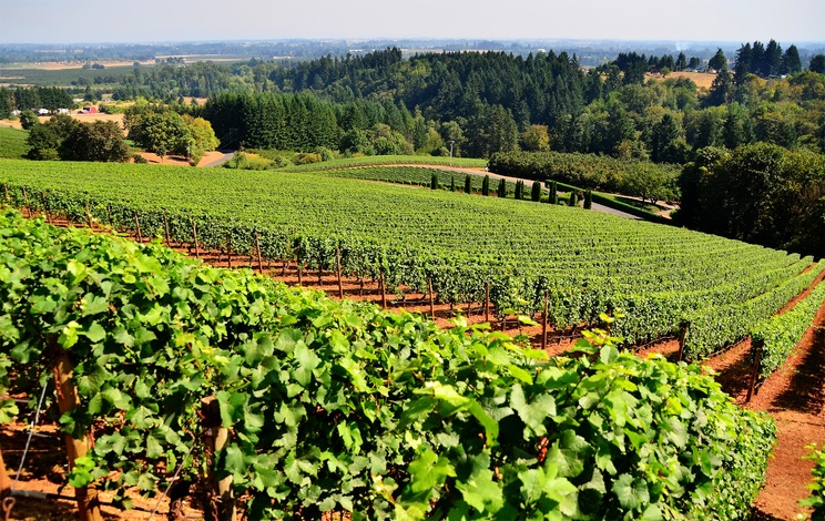 Best Southern Oregon Wineries & Vineyards