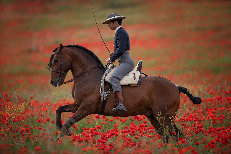 Rider in the traditional Spanish habit on an Andalusian horse