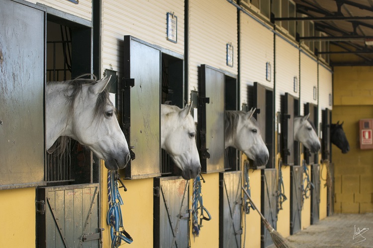 Horses in Stables in Andalusia, Spain