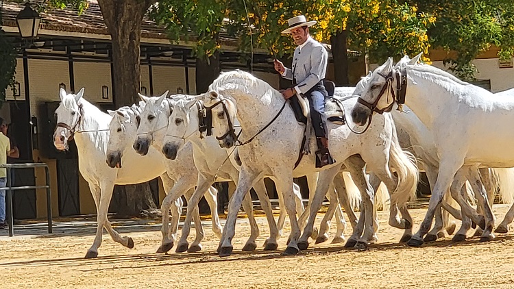 Haltered Andalusian Mares in Spain