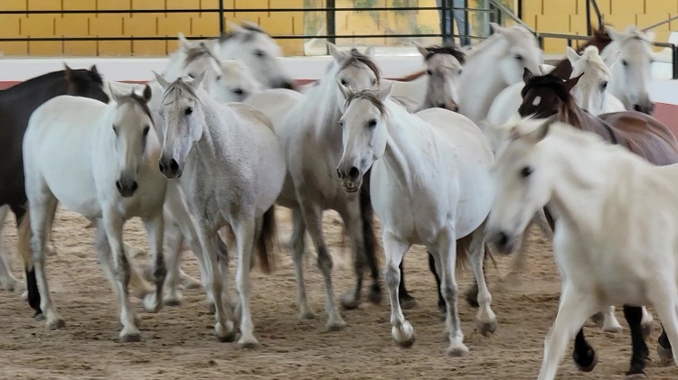 Mares run free in equestrian show at La Cartuja-Hierro del Bocado Stud Farm