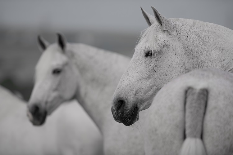 The colors of Andalusian Horses