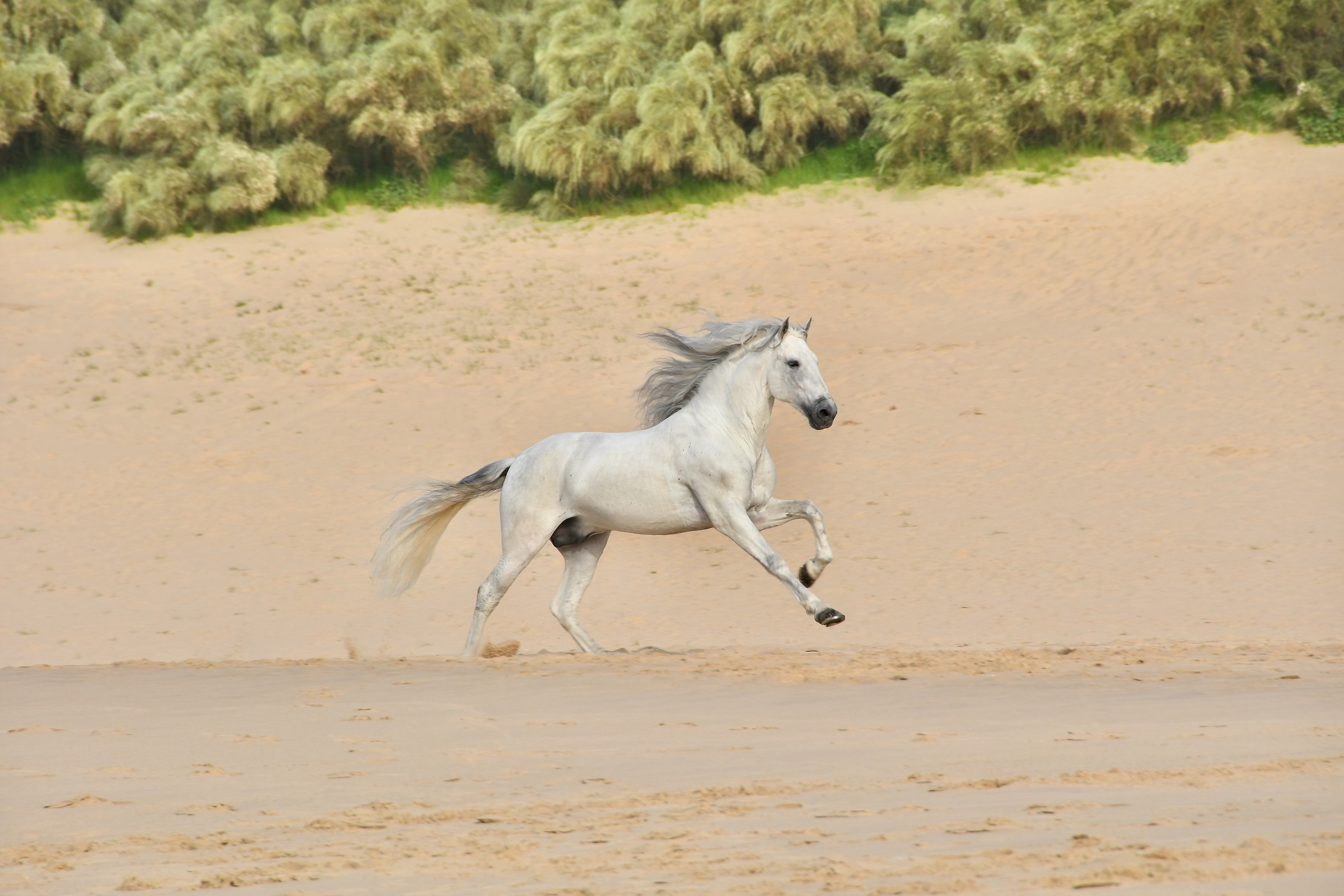 Experience Incredible Andalusian Horses in Southern Spain