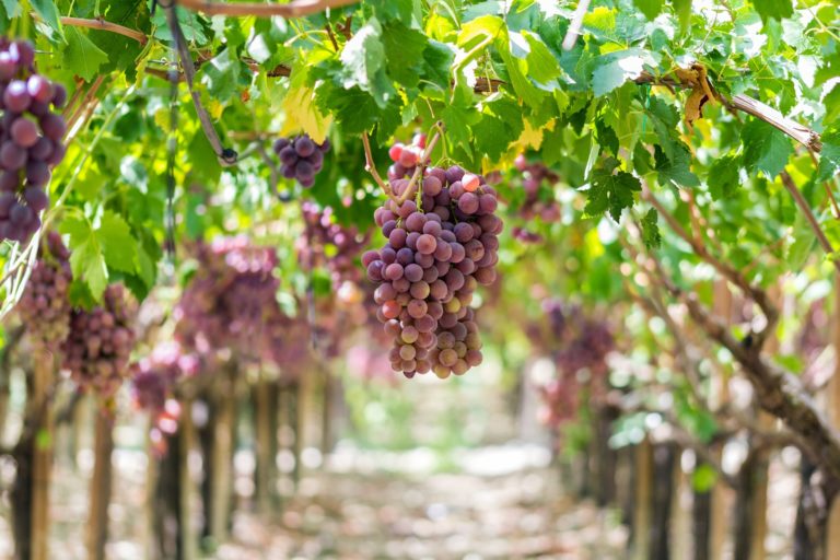 Nero d’Avola