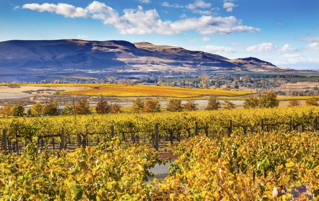 Best Red Mountain Wineries to Visit for Wine Tasting in 2024