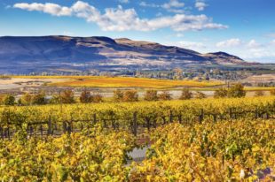 Red Mountain Wine Region Travel Guide: Background, Best Wineries, Hotels & Restaurants