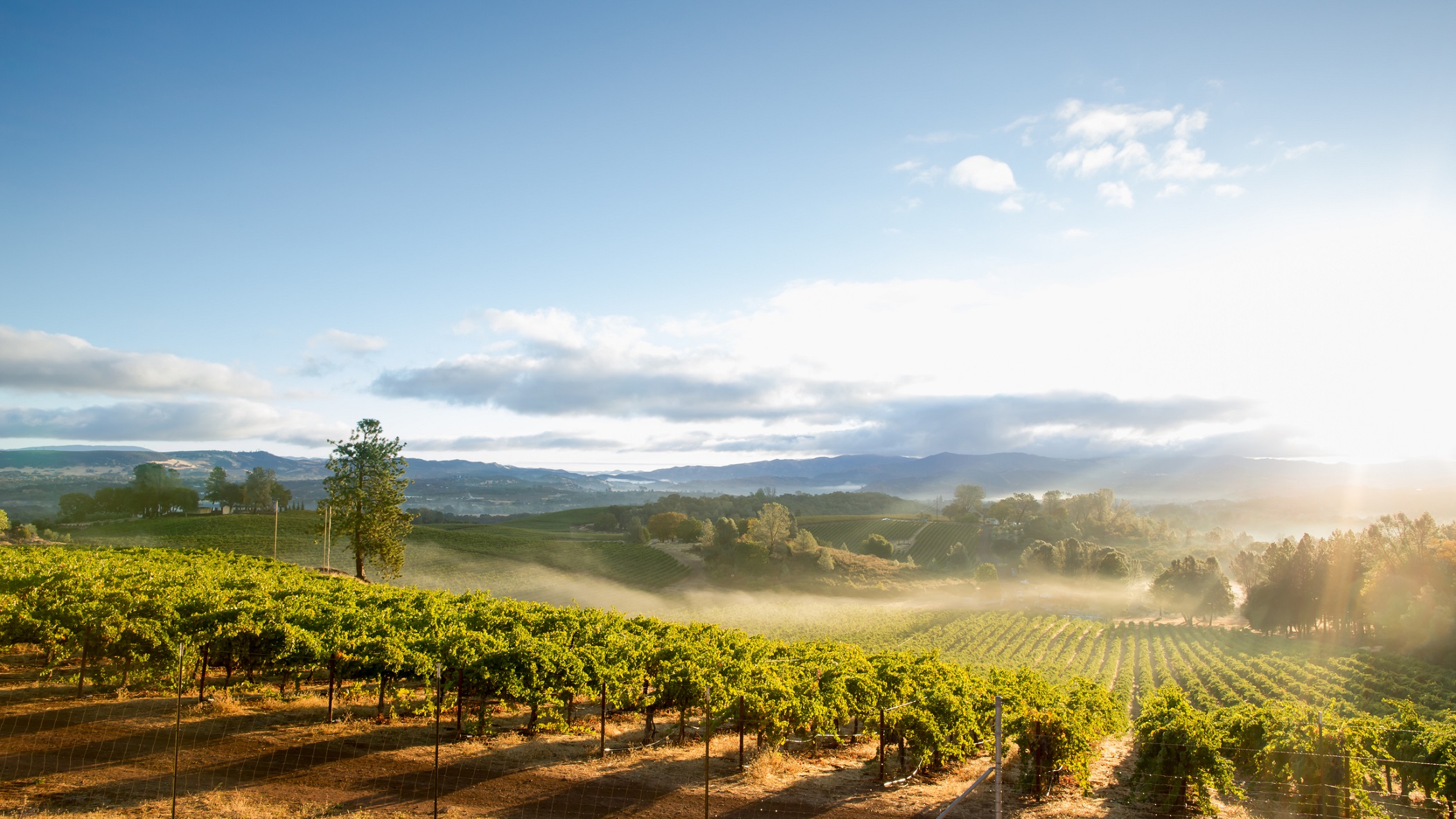 View of the morning fog over one of Sonoma's vineyards