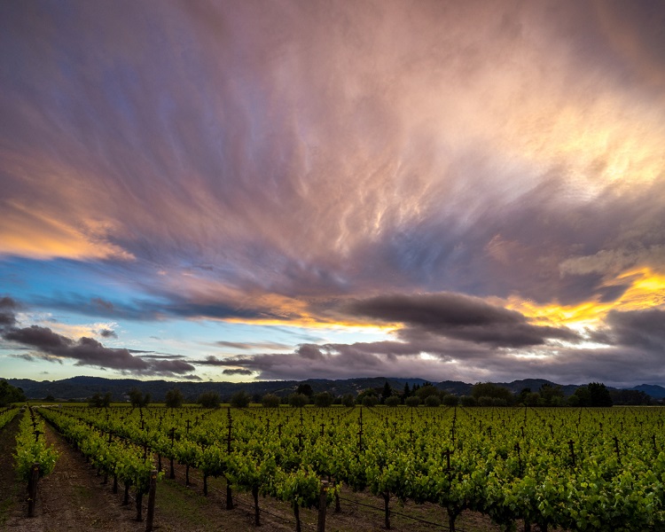 Sonoma Valley vineyard views at sunset