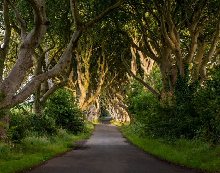 The Dark Hedges in Northern Ireland, The King's Road