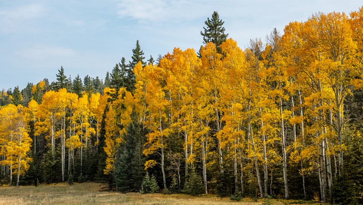 Autumn colors near Taos, New Mexico