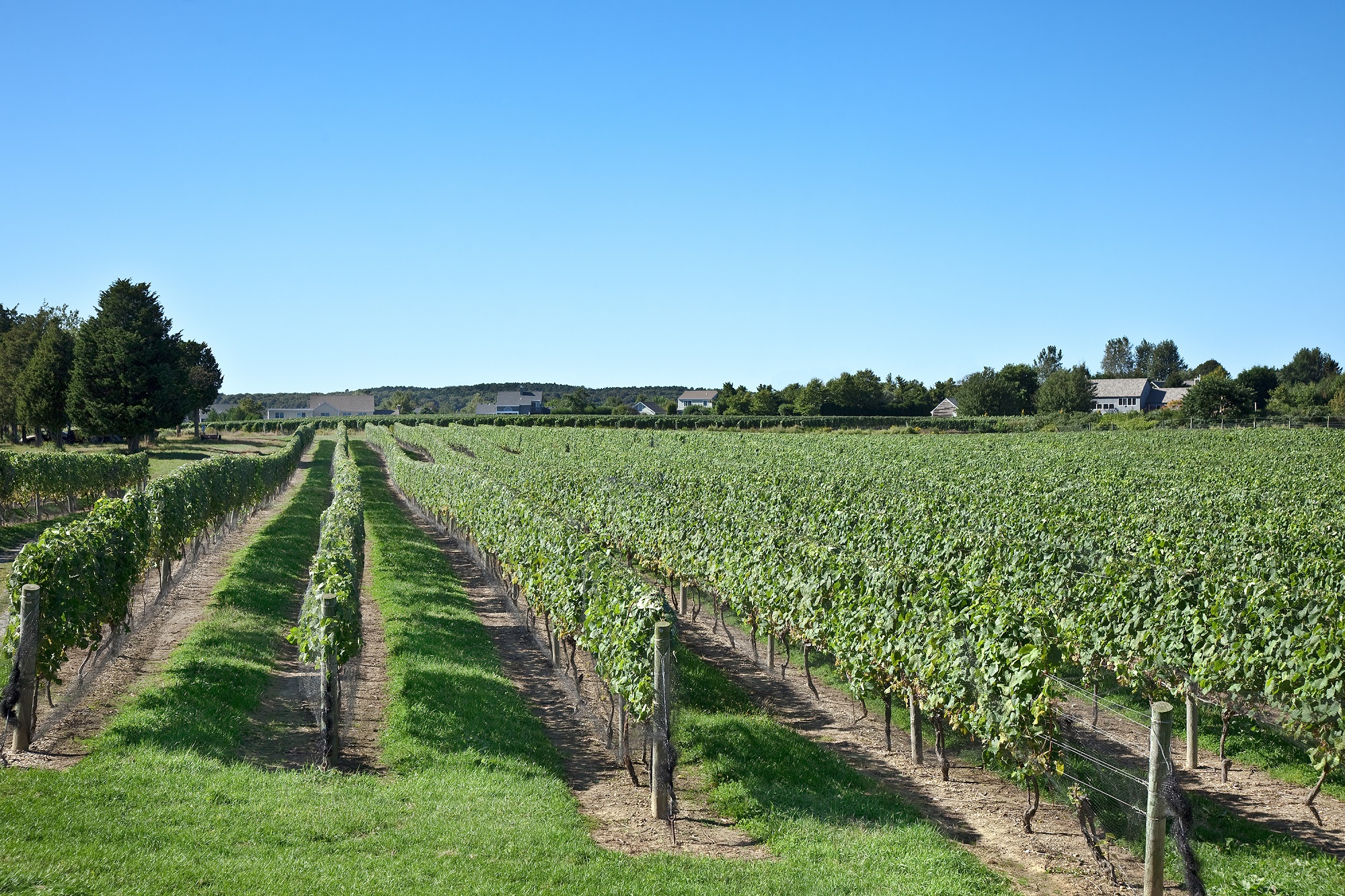 View of a winery and vineyard in Long Island