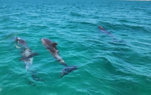 bottlenose dolphin tours in Setubal