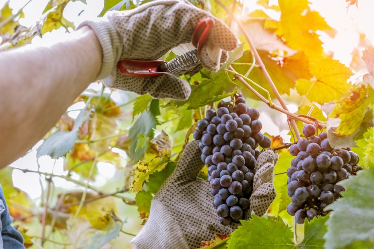 Cutting wine grapes off the vine