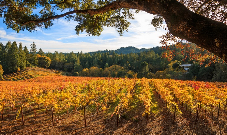 Napa Valley vineyard in autumn